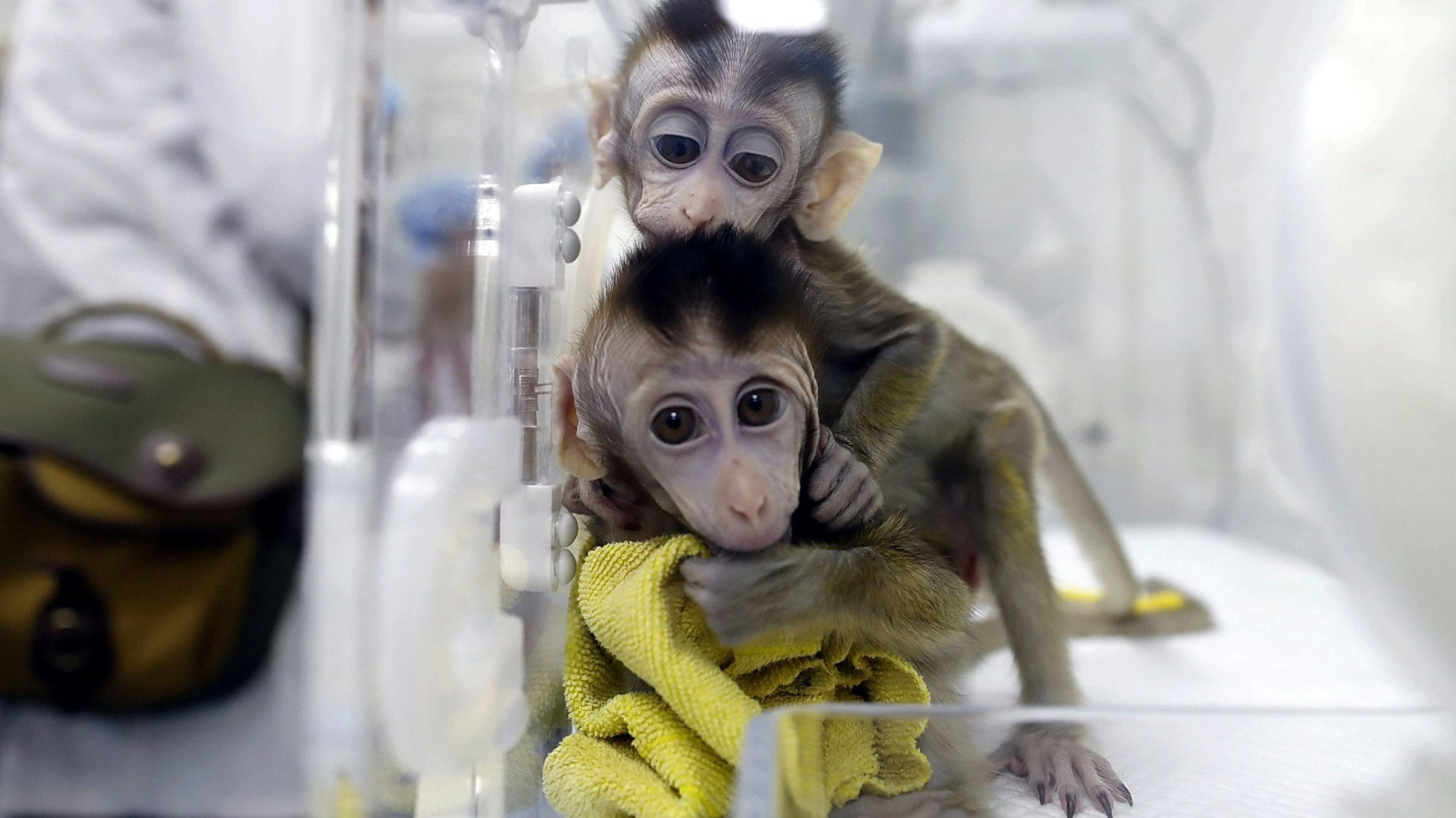 Animal welfare groups hail FDA decision to lift animal testing requirements  - Detroit Catholic