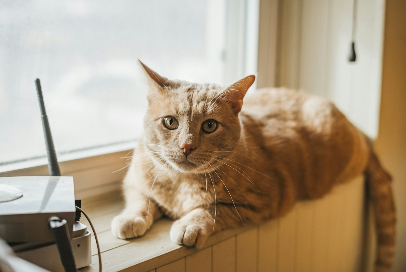 Even people who don’t usually enjoy cats love Casey, Peggie said, and they clinched his status as the parish cat by naming him after Detroit’s own most beloved saint.