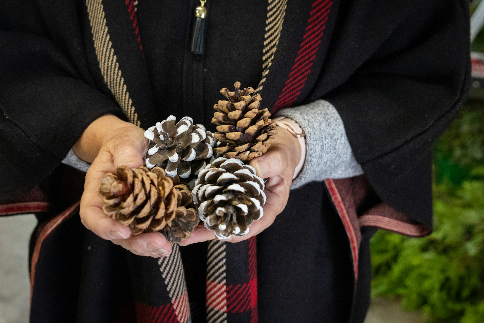 Catherine Genovese holds some of the decorative pinecones the farm sells during the Christmas season. In addition to trees, Candy Cane Christmas Tree Farm also offers customized wreaths and garland, cross-shaped pine decorations and tree stands.