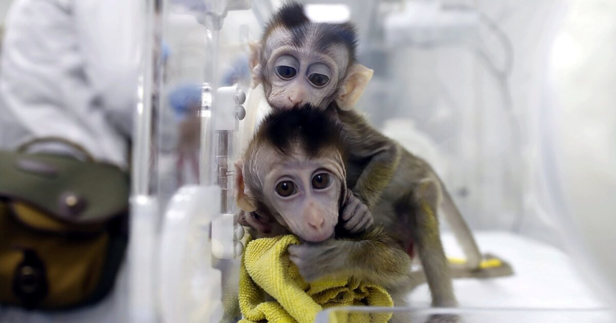 Animal welfare groups hail FDA decision to lift animal testing