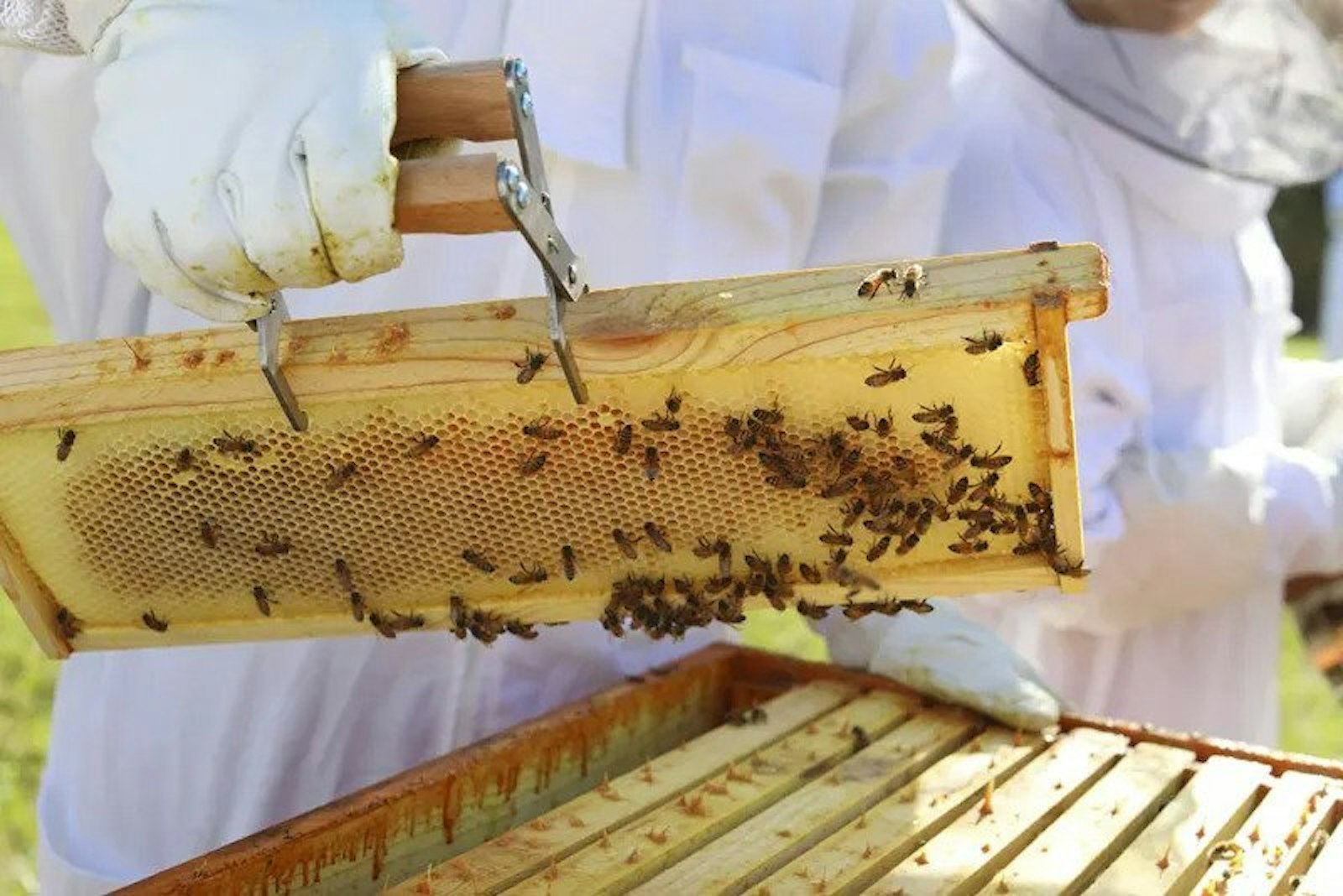 The Bee Club cares for multiple hives on campus, selling the honey collected to fund the club's activities.